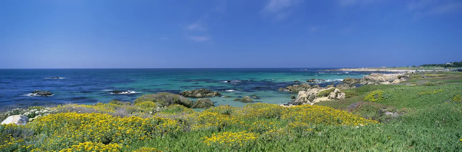 Yellow wildflowers brightening a California coastal bluff