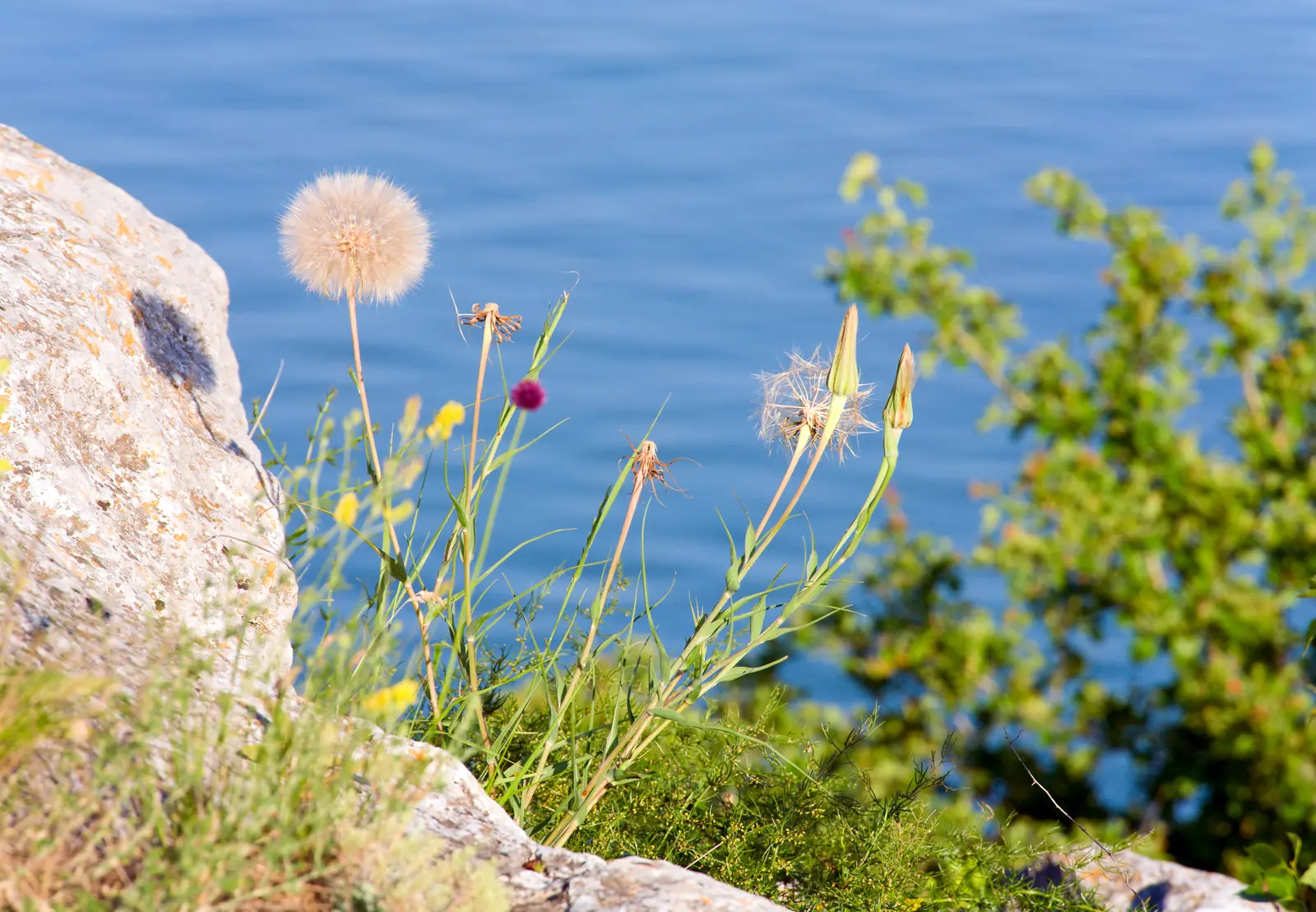 A dandelion and coastal grasses against the Pacific blue