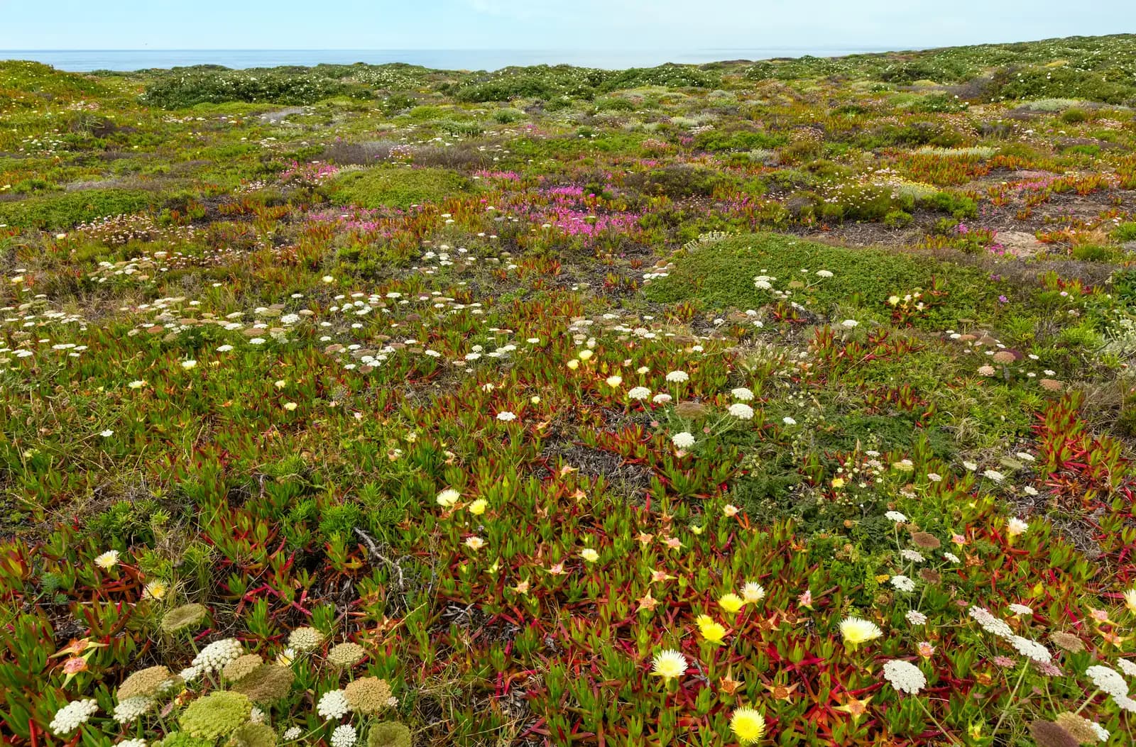 Low coastal ice plant blooming across an open bluff