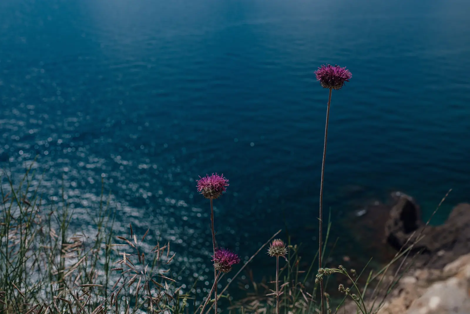 Wildflowers silhouetted above deep blue coastal water