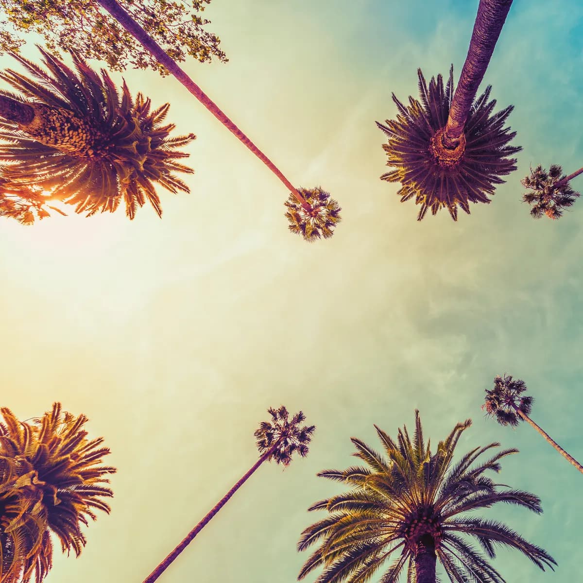 Los Angeles palms rising into bright coastal sunlight