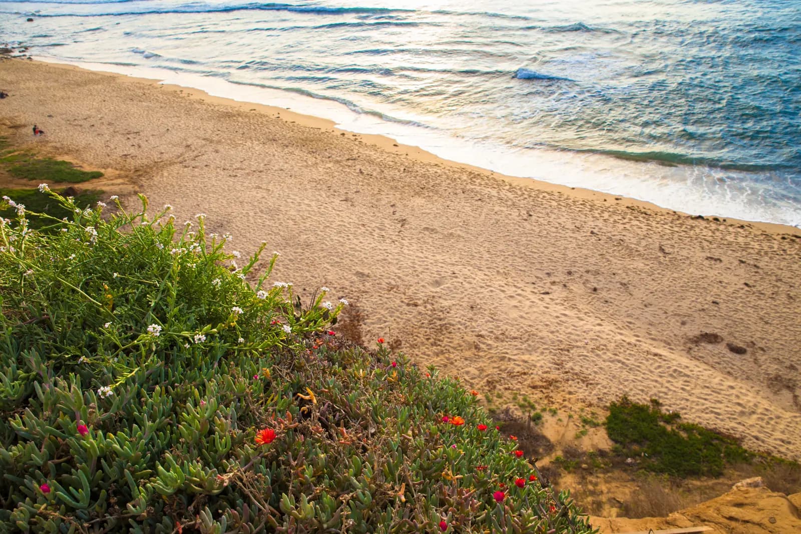 Southern California wildflowers above a sandy Pacific beach