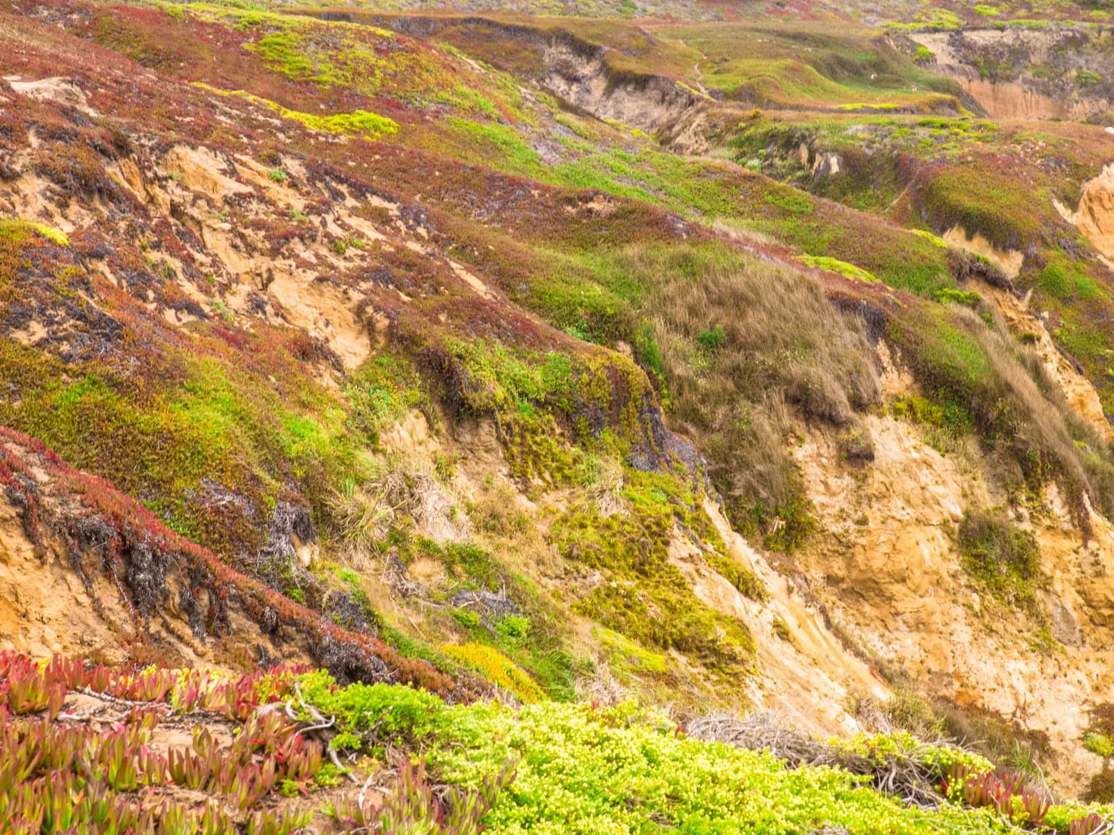 Textured coastal hillside groundcover above warm sandstone