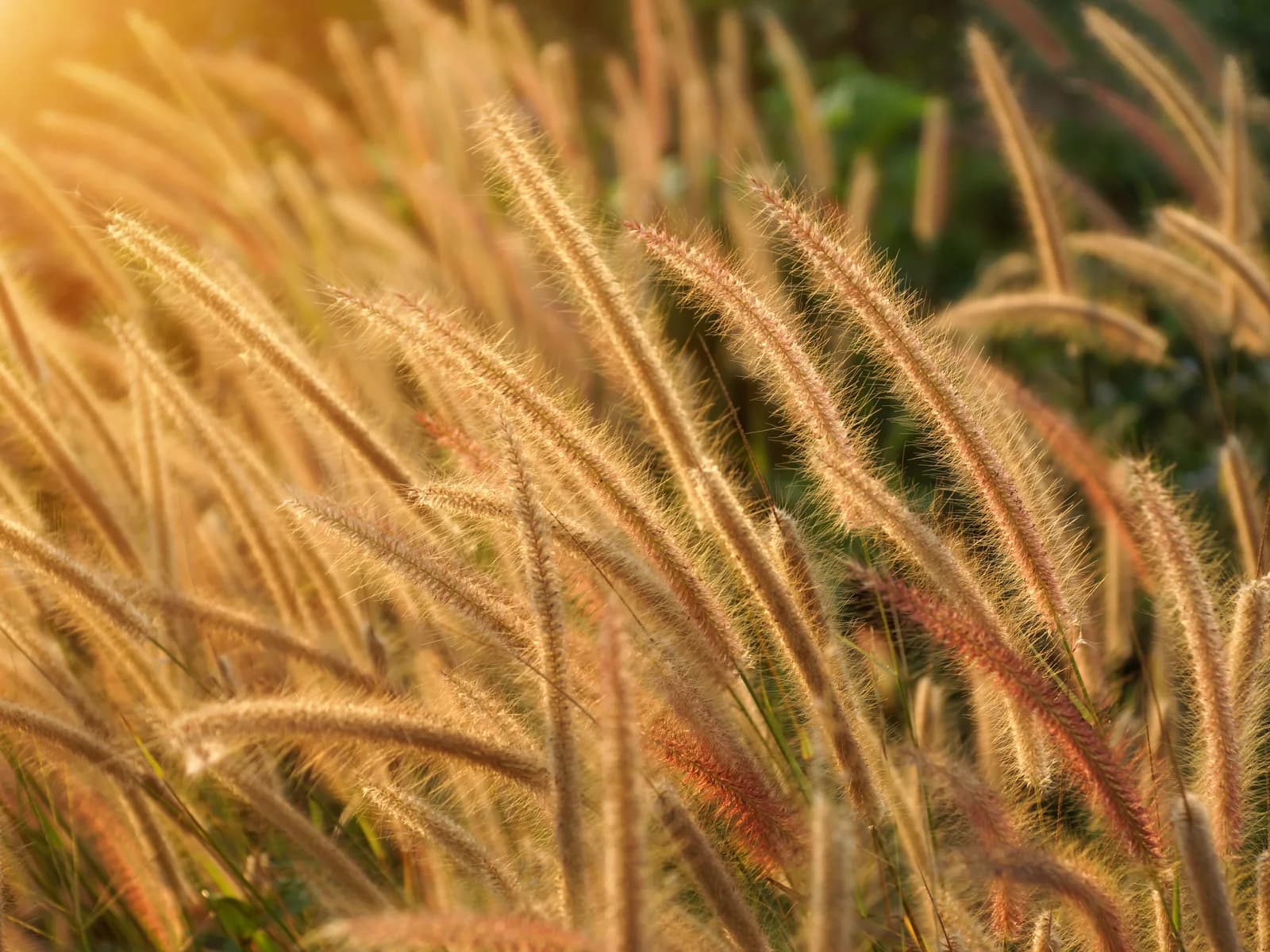 Sunlit golden grasses in a close, location-neutral landscape study