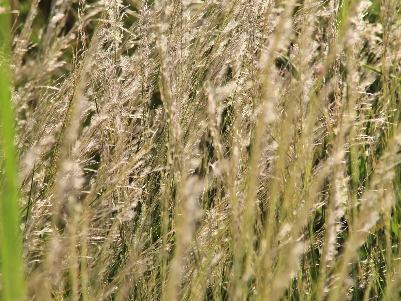 Windblown wild grasses in soft Southern California light