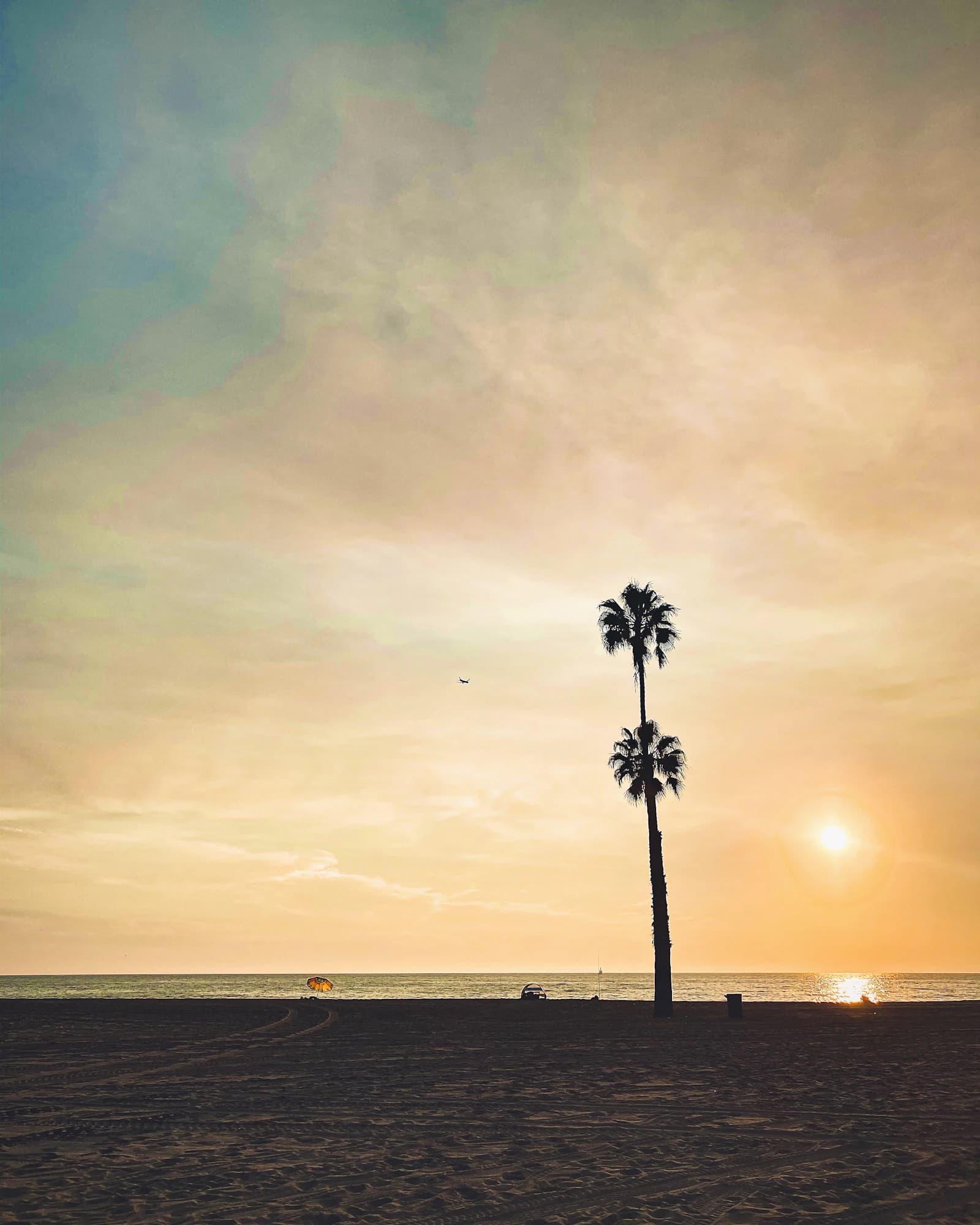 Tall palms silhouetted over the coast at sunset