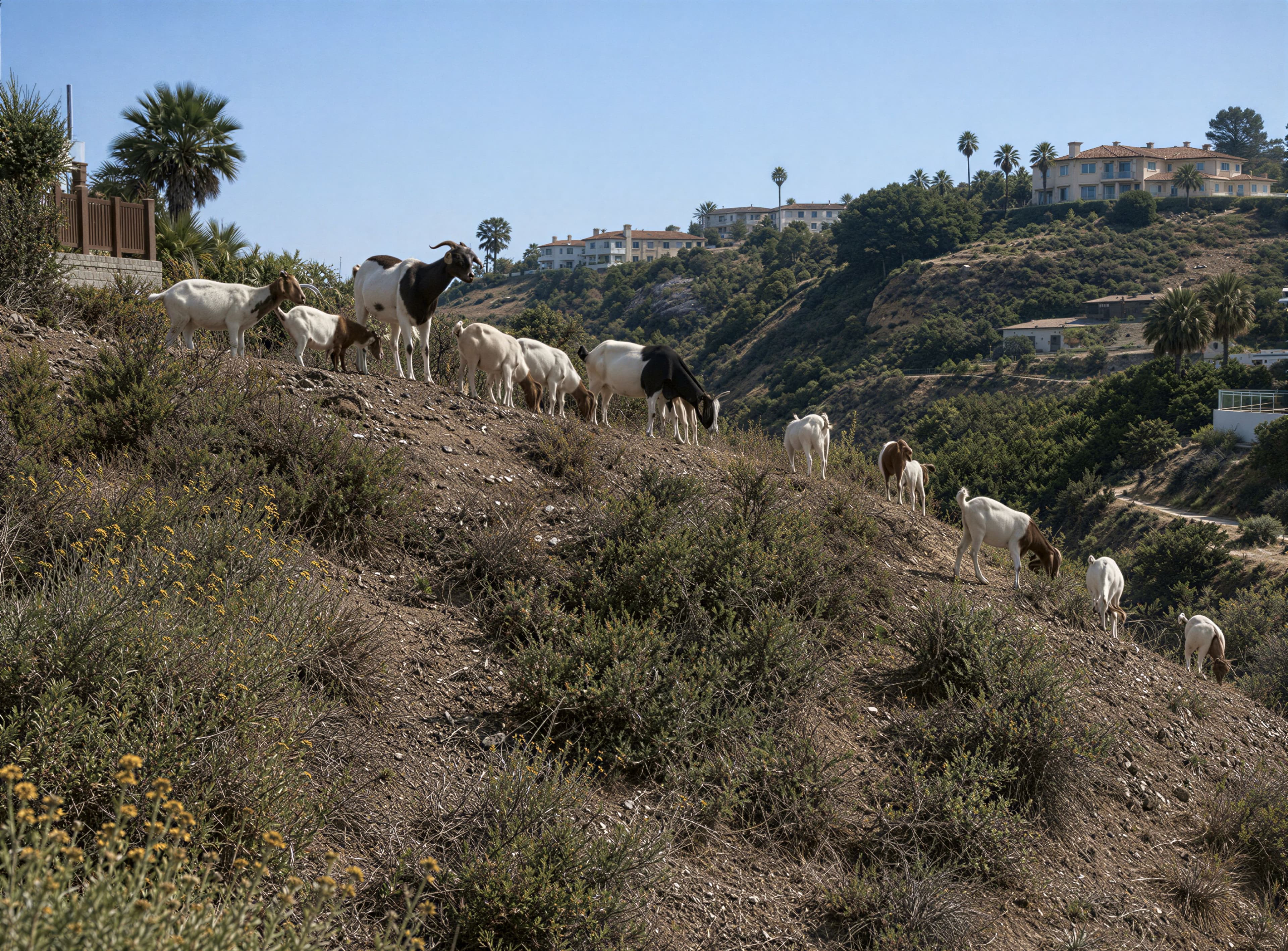 A herd of goats grazing brush across a steep hillside