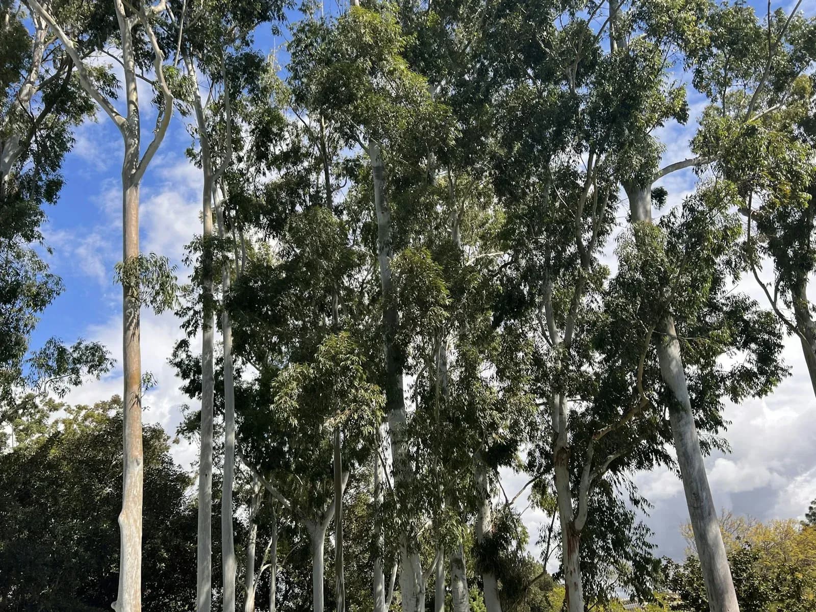 Silver-green eucalyptus crowns against a bright coastal sky